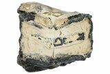 Mammoth Molar Slice With Case - South Carolina #291246-1